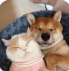 萌趣猫狗翻译器最新版