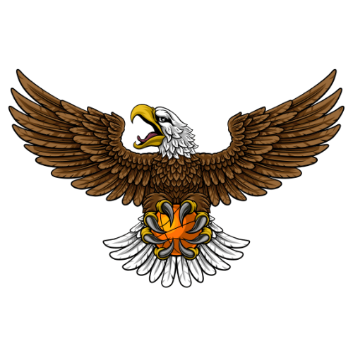 飞鹰TV最新版本